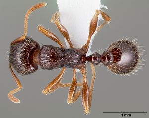 300px-Tetramorium_caespitum_casent0005827_dorsal_1.jpg