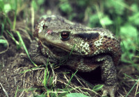 Bufo-Campigna-202.jpg