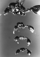 Bild 1-Tetr.IS-204.jpg (554.19 KiB) 103978-mal betrachtet Bild 1-Tetr.IS-204.jpg