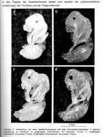 Bild 2-S. 20.jpg (617.88 KiB) 104099-mal betrachtet Bild 2-S. 20.jpg