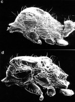 Bild 3-S-22c,d-scan.jpg (568.63 KiB) 104099-mal betrachtet Bild 3-S-22c,d-scan.jpg
