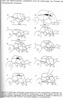 Bild-4-S.23-207.jpg (505.85 KiB) 103969-mal betrachtet Bild-4-S.23-207.jpg
