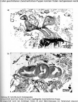 Bild-8-Hoden-S.-41-212.jpg (685.18 KiB) 103969-mal betrachtet Bild-8-Hoden-S.-41-212.jpg
