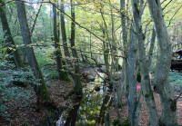 Wald_129.jpg