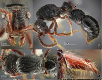 Screenshot_2019-10-22 Yamada_mravenci indd - Yamada,_A ,_Lin,_C -C _et_al _2019 _Taxonomic_notes_on_the_rare_ant_genus_Chry[...].jpg