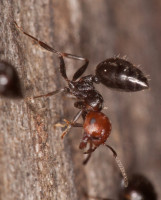 Crematogaster_sp_20190625_18.jpg