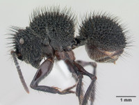 Echinopla melanarctos ant.jpg