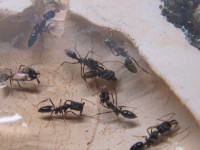 Odontomachus Männchen Transport.JPG