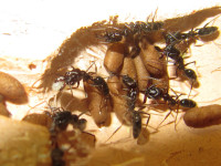 Odontomachus1.JPG