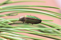 290-Buprestis splendens-Nötscher-Schütt-10.6 a.jpg