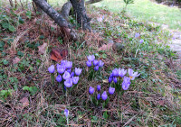 Crocus_2547.jpg