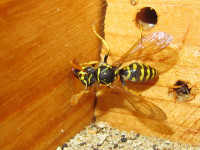 Polistes dominula.JPG