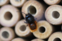 Osmia cornuta fliegt im Februar.JPG