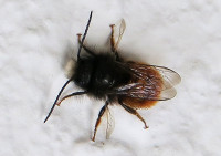 Osmia_2612.jpg