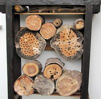 1-Bienenfavela_4254.jpg (117.96 KiB) 99498-mal betrachtet 1-Bienenfavela_4254.jpg