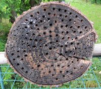 2-alte-Nistscheibe_4255.jpg (140.88 KiB) 99498-mal betrachtet 2-alte-Nistscheibe_4255.jpg