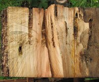 3-Stück-von-Scheibe-ausgesä.jpg (112.89 KiB) 99498-mal betrachtet 3-Stück-von-Scheibe-ausgesä.jpg