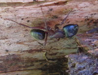 Camponotus Major.JPG