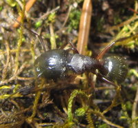 Camponotus Major2.JPG