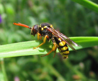 Wespenbiene_Nomada_succincta_2.jpg