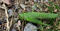 Tettigonia2_128.jpg