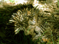 1-Echidna-694.jpg