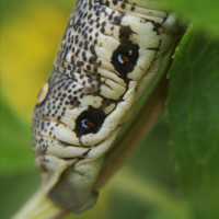 IMG_20200727_002841.jpg (932.77 KiB) 83848-mal betrachtet IMG_20200727_002841.jpg