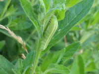 IMG_20200727_002714.jpg (453.83 KiB) 83848-mal betrachtet IMG_20200727_002714.jpg