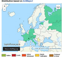 Lept.-pacis-map-AntWiki.jpg