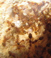 Temnothorax nylanderi2.JPG