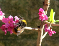 Bombus pratorum-an-Daphne_3555.jpg