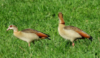 Nilgänse_3617.jpg