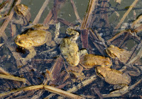 4-Bufo-3_3626.jpg