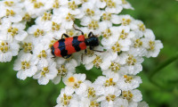 Trichodes apiarius_982.jpg