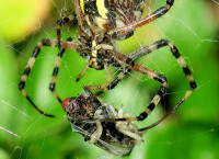 3-Argiope+Fliege+Maden-web_22.jpg