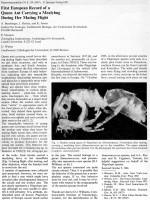 Acropyga-paleartica-1987.jpg