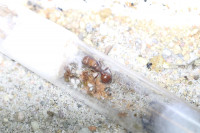 Pogonomyrmex barbatus mit ersten Arbeiterinnen.JPG