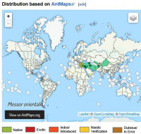 Messor-or.--AntWiki.jpg