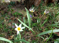 7-Tulipa turkestanica_506.jpg