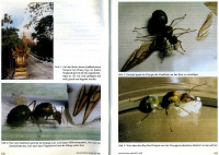 Oecophylla-2-3.jpg (842 KiB) 543908-mal betrachtet Oecophylla-2-3.jpg