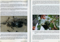 Oecophylla-4-5.jpg (610.72 KiB) 543908-mal betrachtet Oecophylla-4-5.jpg