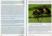 Oecophylla-6-7.jpg (649.79 KiB) 543908-mal betrachtet Oecophylla-6-7.jpg