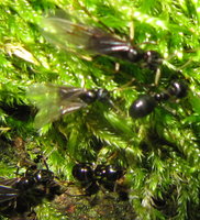 Lasius fuliginosus2.JPG