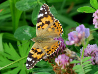 2-Vanessa cardui_704.jpg