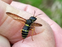 5-Tenthredinidae sp.-20220524_120.jpg