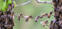 Bienen-Brücke-w.jpg