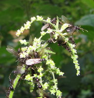 Lasius fuliginosus Abflug.JPG