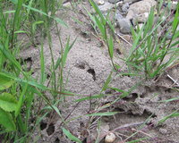 Hügel Lasius cf. niger.JPG