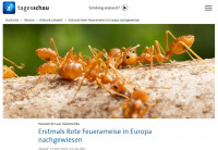 Fire ants,Tagesschau.jpg