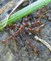 Myrmica überwältigen Manica.JPG